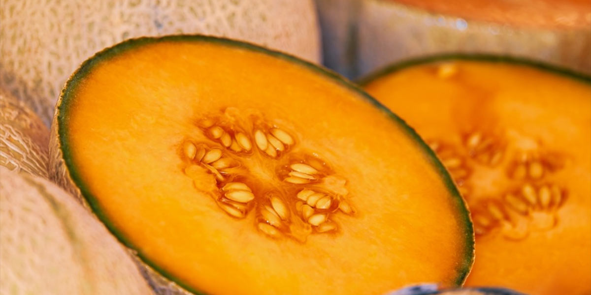 Melone cantalupo, inizia la stagione con l’ultra-precoce di Licata